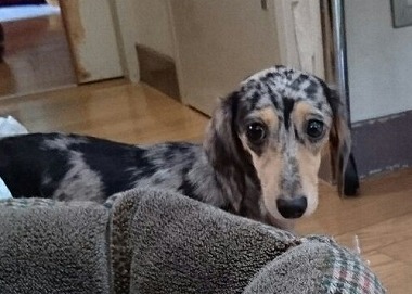 f:id:dog_life_saving:20160505103040j:image f:id:dog_life_saving:20160505103040j:image