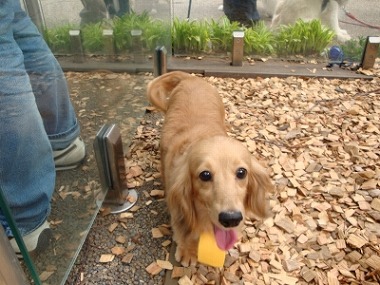 f:id:dog_life_saving:20160505103047j:image