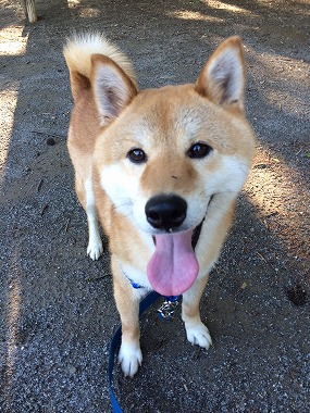 f:id:dog_life_saving:20160622101324j:image