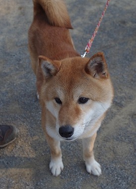 f:id:dog_life_saving:20160622101325j:image