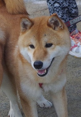 f:id:dog_life_saving:20160622101326j:image