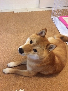 f:id:dog_life_saving:20160622101329j:image