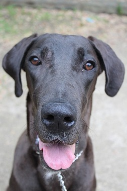 f:id:dog_life_saving:20160809150934j:image