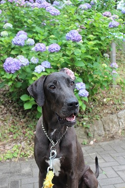 f:id:dog_life_saving:20160809150935j:image