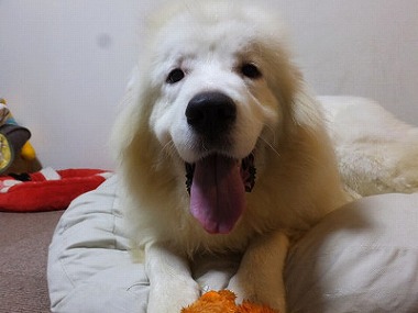 f:id:dog_life_saving:20161004150709j:image