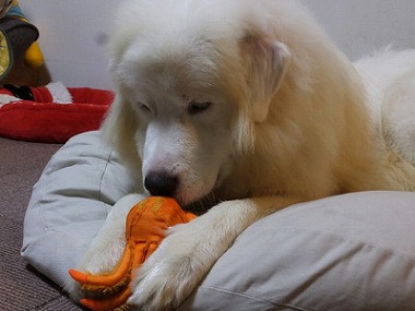 f:id:dog_life_saving:20161004150710j:image