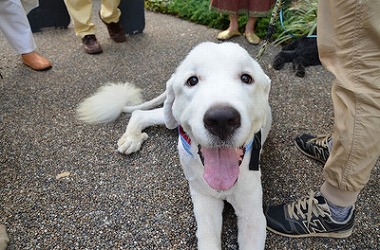 f:id:dog_life_saving:20161004150711j:image