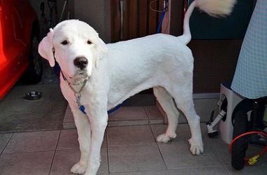 f:id:dog_life_saving:20161004150712j:image
