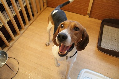 f:id:dog_life_saving:20161107140804j:image