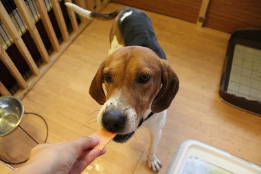 f:id:dog_life_saving:20161107140805j:image