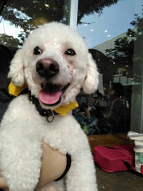 f:id:dog_life_saving:20161107141342j:image