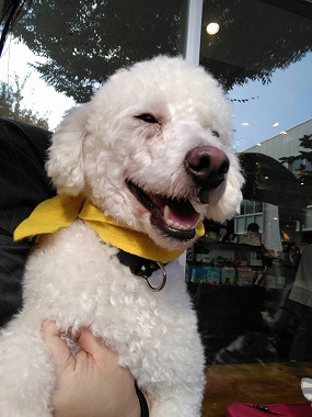 f:id:dog_life_saving:20161107141343j:image