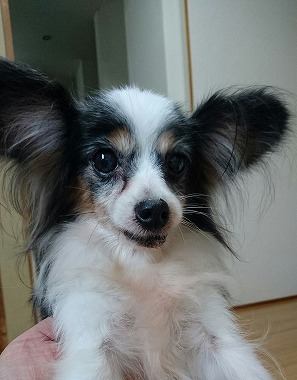 f:id:dog_life_saving:20161115135415j:image