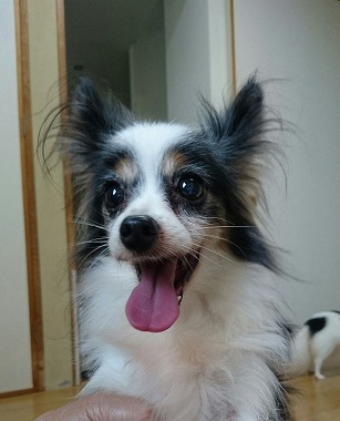 f:id:dog_life_saving:20161115135416j:image