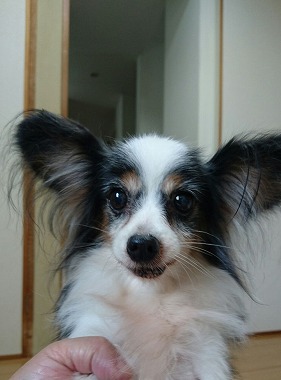 f:id:dog_life_saving:20161115135417j:image