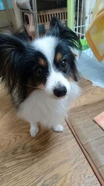 f:id:dog_life_saving:20170111100547j:image f:id:dog_life_saving:20170111100547j:image