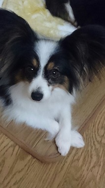 f:id:dog_life_saving:20170111100549j:image f:id:dog_life_saving:20170111100549j:image