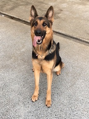 f:id:dog_life_saving:20170113154232j:image