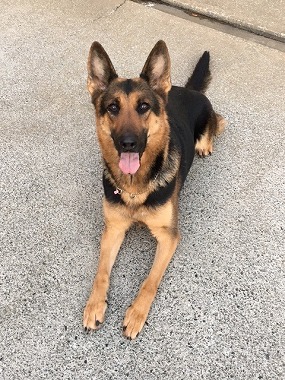 f:id:dog_life_saving:20170113154233j:image