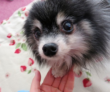 f:id:dog_life_saving:20170501154111j:image