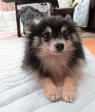 f:id:dog_life_saving:20170501154112j:image