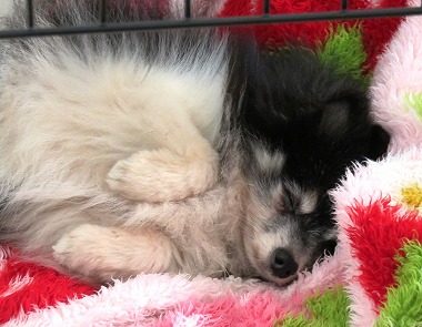 f:id:dog_life_saving:20170501154113j:image