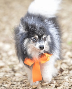 f:id:dog_life_saving:20170501154114j:image