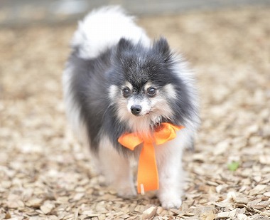 f:id:dog_life_saving:20170501154116j:image