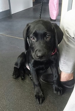 f:id:dog_life_saving:20170507091014j:image