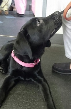 f:id:dog_life_saving:20170507091015j:image