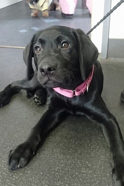 f:id:dog_life_saving:20170507091016j:image