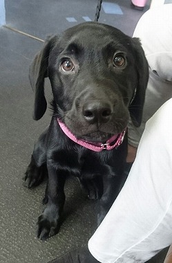 f:id:dog_life_saving:20170507091017j:image