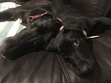 f:id:dog_life_saving:20170507091052j:image f:id:dog_life_saving:20170507091052j:image