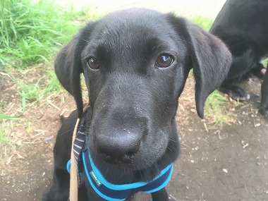 f:id:dog_life_saving:20170507091053j:image f:id:dog_life_saving:20170507091053j:image