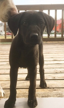 f:id:dog_life_saving:20170507091054j:image f:id:dog_life_saving:20170507091054j:image