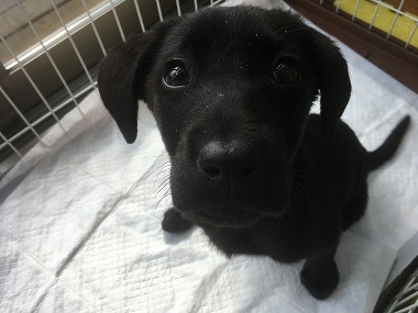 f:id:dog_life_saving:20170507091055j:image f:id:dog_life_saving:20170507091055j:image