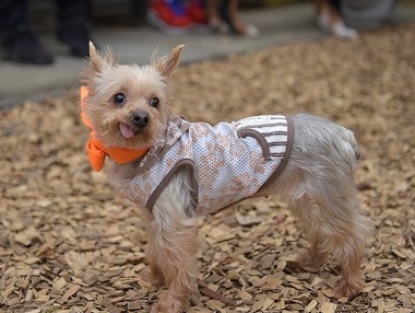 f:id:dog_life_saving:20170507122547j:image