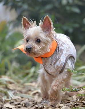 f:id:dog_life_saving:20170507122548j:image