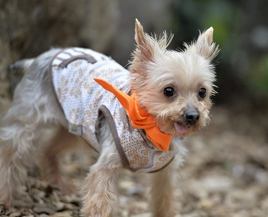 f:id:dog_life_saving:20170507122549j:image