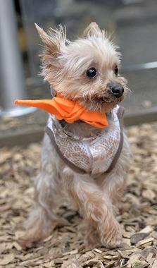 f:id:dog_life_saving:20170507122550j:image