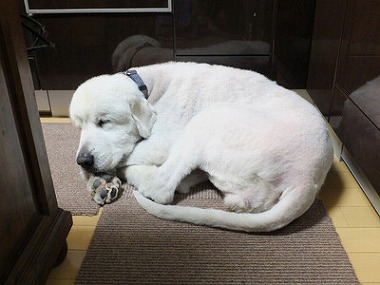 f:id:dog_life_saving:20170507123551j:image