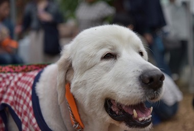 f:id:dog_life_saving:20170507123552j:image