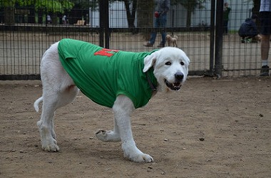 f:id:dog_life_saving:20170507123553j:image