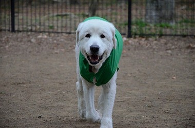 f:id:dog_life_saving:20170507123554j:image