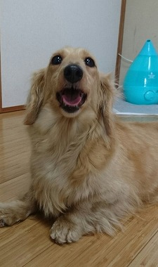 f:id:dog_life_saving:20170524103512j:image