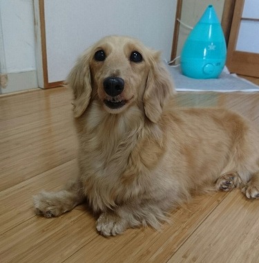 f:id:dog_life_saving:20170524103518j:image