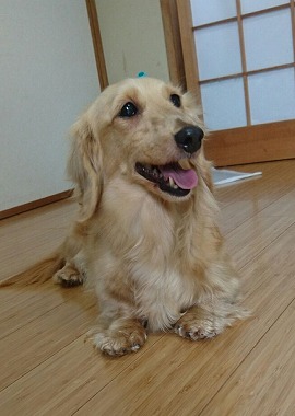 f:id:dog_life_saving:20170524103521j:image