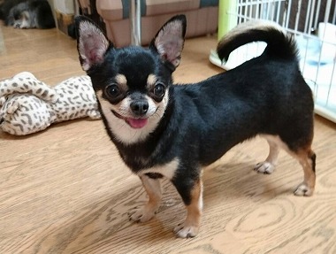 f:id:dog_life_saving:20170525140047j:image