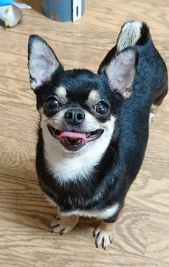 f:id:dog_life_saving:20170525140048j:image