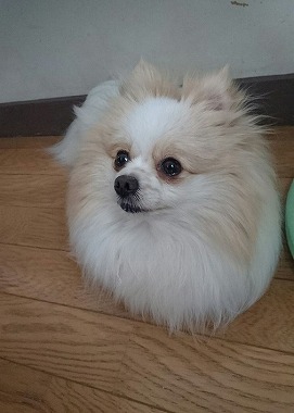 f:id:dog_life_saving:20170525140049j:image